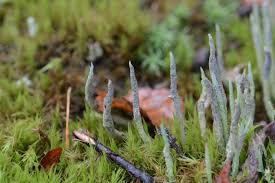 Attēlu rezultāti vaicājumam “Cladonia cornuta”