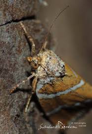 Attēlu rezultāti vaicājumam “Deltote bankiana”