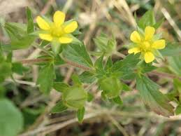 Attēlu rezultāti vaicājumam “Potentilla norvegica flower”
