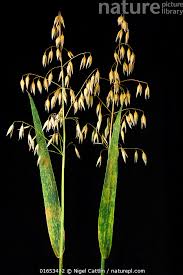 Attēlu rezultāti vaicājumam “Puccinia coronata”