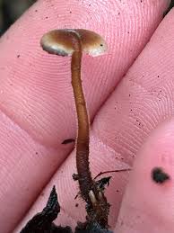 Attēlu rezultāti vaicājumam “Auriscalpium vulgare”