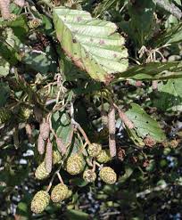 Attēlu rezultāti vaicājumam “Alnus glutinosa flower”