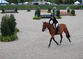 Image result for Shey Copse Riding Centre