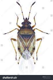 Attēlu rezultāti vaicājumam “Kleidocerys resedae”