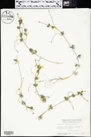 Attēlu rezultāti vaicājumam “Batrachium circinatum flower”