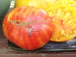 Afbeeldingsresultaat voor blushing yellow tomato