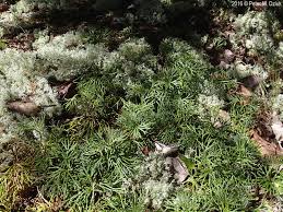 Attēlu rezultāti vaicājumam “Diphasiastrum tristachyum”