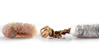 Attēlu rezultāti vaicājumam “Ichneumonidae cocoon”