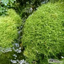 Attēlu rezultāti vaicājumam “Palustriella falcata”