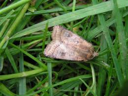 Attēlu rezultāti vaicājumam “Diarsia florida”