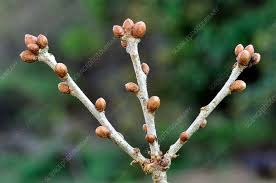 Attēlu rezultāti vaicājumam “Quercus robur”