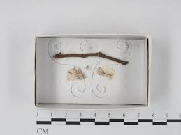 Attēlu rezultāti vaicājumam “Physarum compressum”