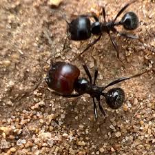 Attēlu rezultāti vaicājumam “Lasius fuliginosus”