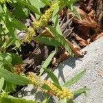 Attēlu rezultāti vaicājumam “Rumex maritimus fruit”