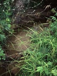 Attēlu rezultāti vaicājumam “Glyceria lithuanica”