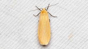 Attēlu rezultāti vaicājumam “Eilema sororcula”