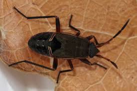 Image result for Rhyparochromus