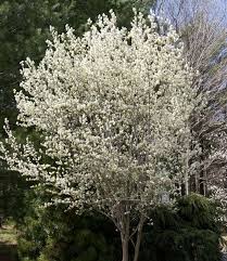 Attēlu rezultāti vaicājumam “Amelanchier canadensis”