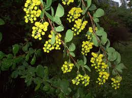Attēlu rezultāti vaicājumam “Berberis vulgaris”