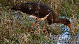 Attēlu rezultāti vaicājumam “Ciconia ciconia juvenile”