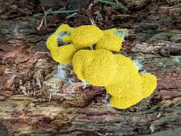 Attēlu rezultāti vaicājumam “Stemonitis flavogenita spores”