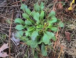 Attēlu rezultāti vaicājumam “Leucanthemum vulgare leaf”