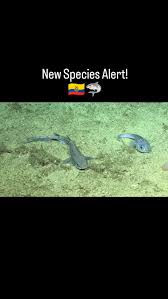 Image result for Nasolamia velox