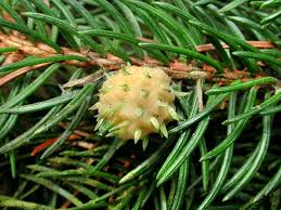 Attēlu rezultāti vaicājumam “Adelges laricis”