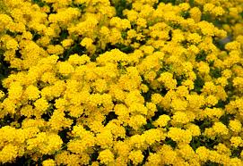Image result for Alyssum saxatile