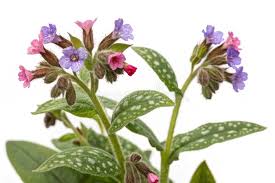 Attēlu rezultāti vaicājumam “Pulmonaria officinalis”