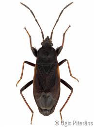 Attēlu rezultāti vaicājumam “Eremocoris plebejus”