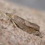 Attēlu rezultāti vaicājumam “Dichrorampha simpliciana”