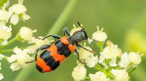 Attēlu rezultāti vaicājumam “Trichodes apiarius”