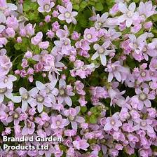Attēlu rezultāti vaicājumam “Schoenoplectus lacustris subsp. glaucus flower”