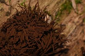 Attēlu rezultāti vaicājumam “Comatricha ellae”