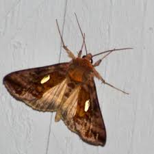 Attēlu rezultāti vaicājumam “Autographa excelsa”