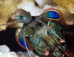 Attēlu rezultāti vaicājumam “Platyptilia gonodactyla imago”