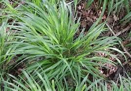Attēlu rezultāti vaicājumam “Brachypodium sylvaticum leaf”