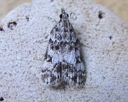 Attēlu rezultāti vaicājumam “Eudonia lacustrata”