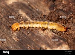 Attēlu rezultāti vaicājumam “Pyrochroidae larva”