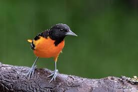 Image result for Icterus galbula