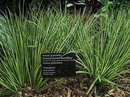 Attēlu rezultāti vaicājumam “Acoraceae”