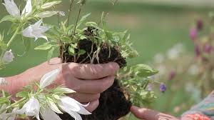 Image result for Glockenblumen