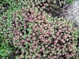 Attēlu rezultāti vaicājumam “Sedum pallidum flower”