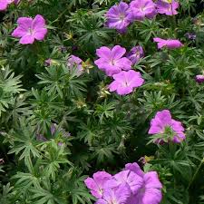 Attēlu rezultāti vaicājumam “Geranium sanguineum”