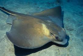 Image result for Myliobatis aquila