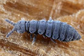 Attēlu rezultāti vaicājumam “Hypogastrura sp.”