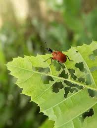 Attēlu rezultāti vaicājumam “Apoderus coryli”