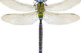 Attēlu rezultāti vaicājumam “Aeshna viridis”