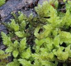 Attēlu rezultāti vaicājumam “Hypnum cupressiforme var. lacunosum”